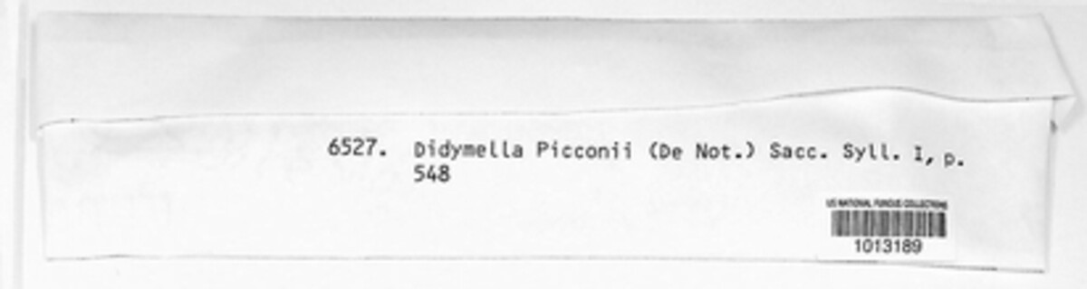 Arthopyrenia picconii image